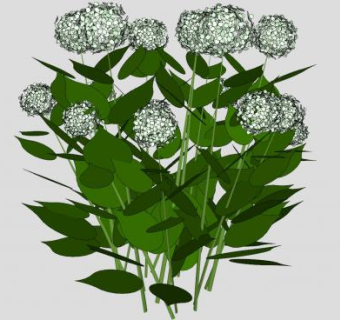 白花绣球花属植物SU模型下载_sketchup草图大师SKP模型