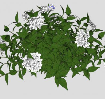 白色绣球花绿叶灌木SU模型下载_sketchup草图大师SKP模型