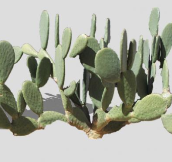 低矮仙人掌植物SU模型下载_sketchup草图大师SKP模型