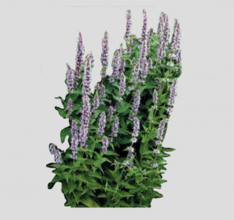 牛膝草草本植物SU模型下载_sketchup草图大师SKP模型