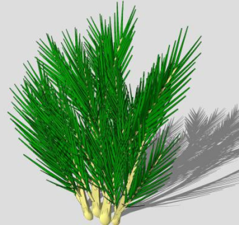 棕榈树叶SU模型下载_sketchup草图大师SKP模型