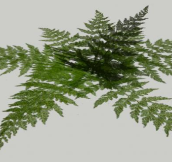 简易蕨类植物SU模型下载_sketchup草图大师SKP模型