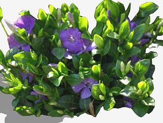紫色<em>长春</em>花植物SU模型下载_sketchup草图大师SKP模型