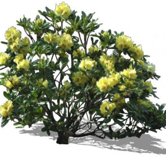 黄色杜鹃花灌木SU模型下载_sketchup草图大师SKP模型