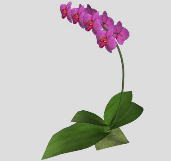 粉紫色开花草本植物SU模型下载_sketchup草图大师SKP模型