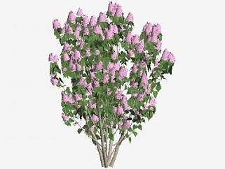 紫丁香灌木植物SU模型下载_sketchup草图大师SKP模型