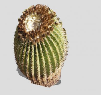 2D桶形仙人掌SU模型下载_sketchup草图大师SKP模型