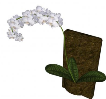 白兰花壁式装饰花SU模型下载_sketchup草图大师SKP模型