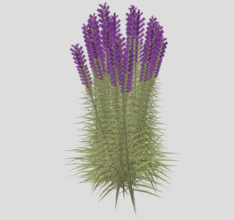 蛇鞭菊草本植物SU模型下载_sketchup草图大师SKP模型