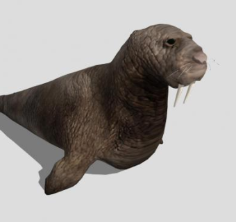 海狮动物SU模型下载_sketchup草图大师SKP模型