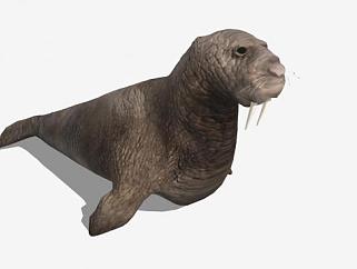 海狮动物SU模型下载_sketchup草图大师SKP模型