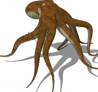 章鱼墨鱼SU模型下载_sketchup草图大师SKP模型