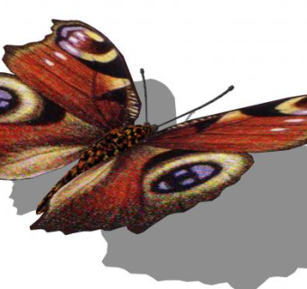 漂亮的蝴蝶昆虫SU模型下载_sketchup草图大师SKP模型