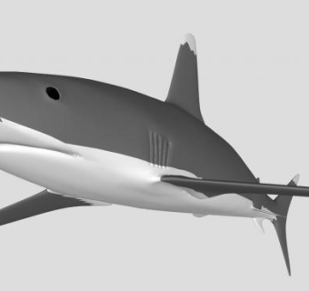 大白鲨鲨鱼SU模型下载_sketchup草图大师SKP模型