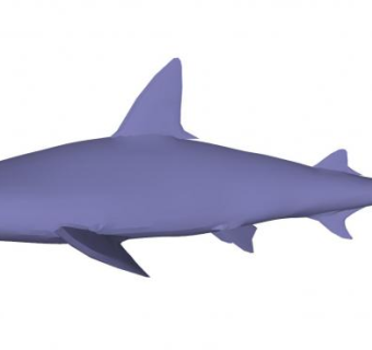 软骨鱼鲨鱼动物SU模型下载_sketchup草图大师SKP模型