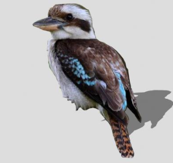 笑翠鸟动物SU模型下载_sketchup草图大师SKP模型