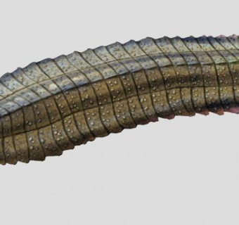 远古生物昆虫SU模型下载_sketchup草图大师SKP模型