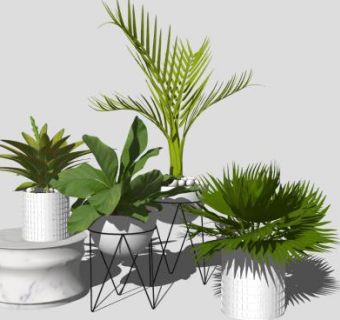 花盆植物盆景盆栽SU模型下载_sketchup草图大师SKP模型