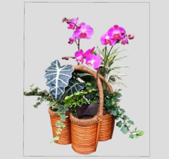 花篮植物SU模型下载_sketchup草图大师SKP模型