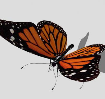 蝴蝶SU模型下载_sketchup草图大师SKP模型