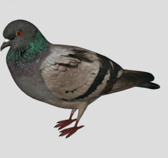 鸽子动物SU模型下载_sketchup草图大师SKP模型