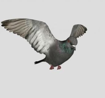 飞翔的鸽子动物SU模型下载_sketchup草图大师SKP模型