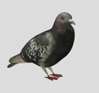 一只鸽子动物SU模型下载_sketchup草图大师SKP模型