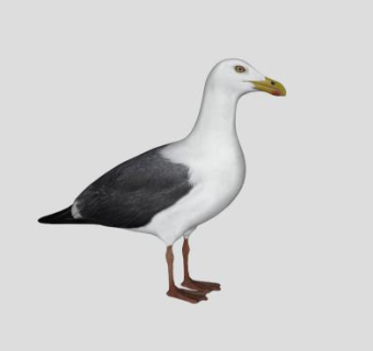 海鸥动物SU模型下载_sketchup草图大师SKP模型