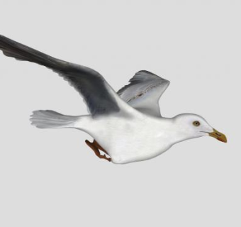 飞翔的海鸥SU模型下载_sketchup草图大师SKP模型