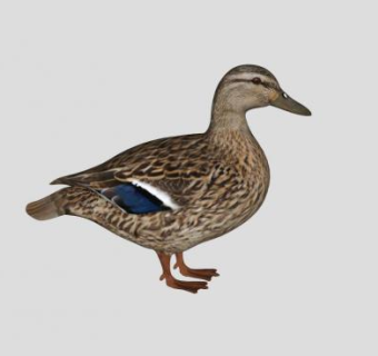 野鸭动物SU模型下载_sketchup草图大师SKP模型