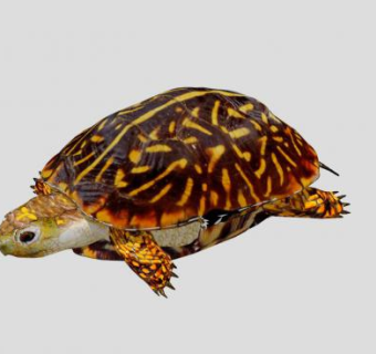 乌龟雕塑SU模型下载_sketchup草图大师SKP模型