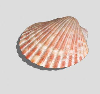 贝壳SU模型下载_sketchup草图大师SKP模型