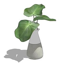 玻璃花瓶<em>观叶植物</em>SU模型下载_sketchup草图大师SKP模型