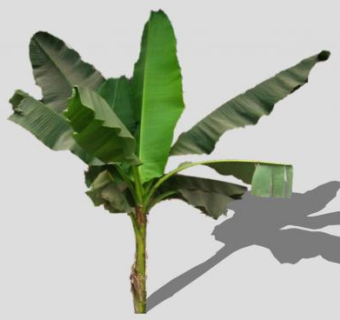 香蕉树SU模型下载_sketchup草图大师SKP模型