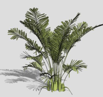 棕榈树散尾葵SU模型下载_sketchup草图大师SKP模型