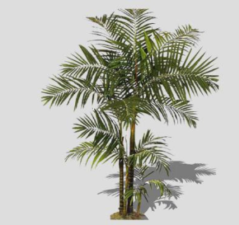 棕榈树观音竹SU模型下载_sketchup草图大师SKP模型