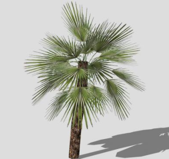 棕榈科蒲葵SU模型下载_sketchup草图大师SKP模型
