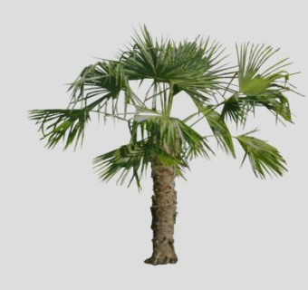 棕榈树蒲葵SU模型下载_sketchup草图大师SKP模型