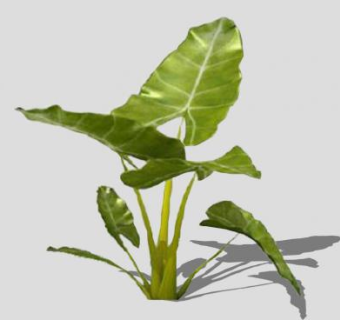 棕榈科滴水莲SU模型下载_sketchup草图大师SKP模型