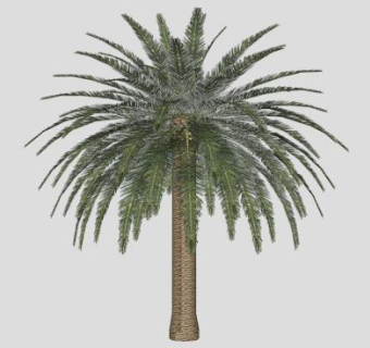 棕榈树油棕树SU模型下载_sketchup草图大师SKP模型