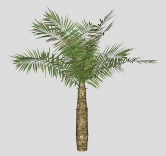棕榈科棕榈科植物SU模型下载_sketchup草图大师SKP模型