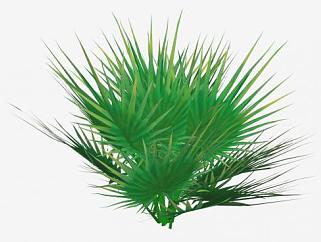 <em>棕竹</em>棕榈科植物SU模型下载_sketchup草图大师SKP模型