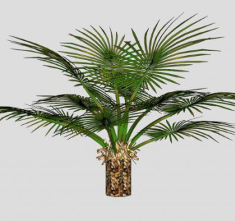 棕榈树棕榈科植物SU模型下载_sketchup草图大师SKP模型