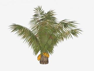 椰子树棕榈科植物SU模型下载_sketchup草图大师SKP模型
