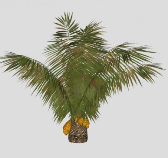 椰子树棕榈科植物SU模型下载_sketchup草图大师SKP模型