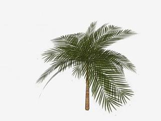 热带植物棕榈科椰子树SU模型下载_sketchup草图大师SKP模型