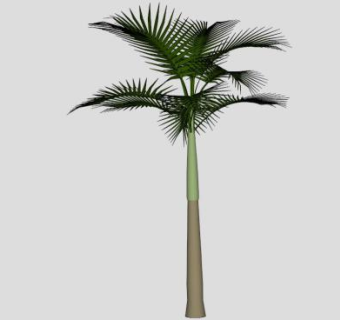 热带植物棕榈科王棕SU模型下载_sketchup草图大师SKP模型