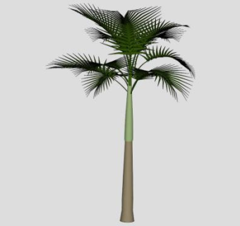 热带植物王棕SU模型下载_sketchup草图大师SKP模型