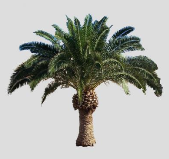 加拿利海枣树SU模型下载_sketchup草图大师SKP模型