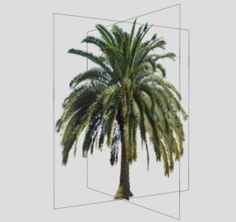 棕榈科加拿利海枣树SU模型下载_sketchup草图大师SKP模型